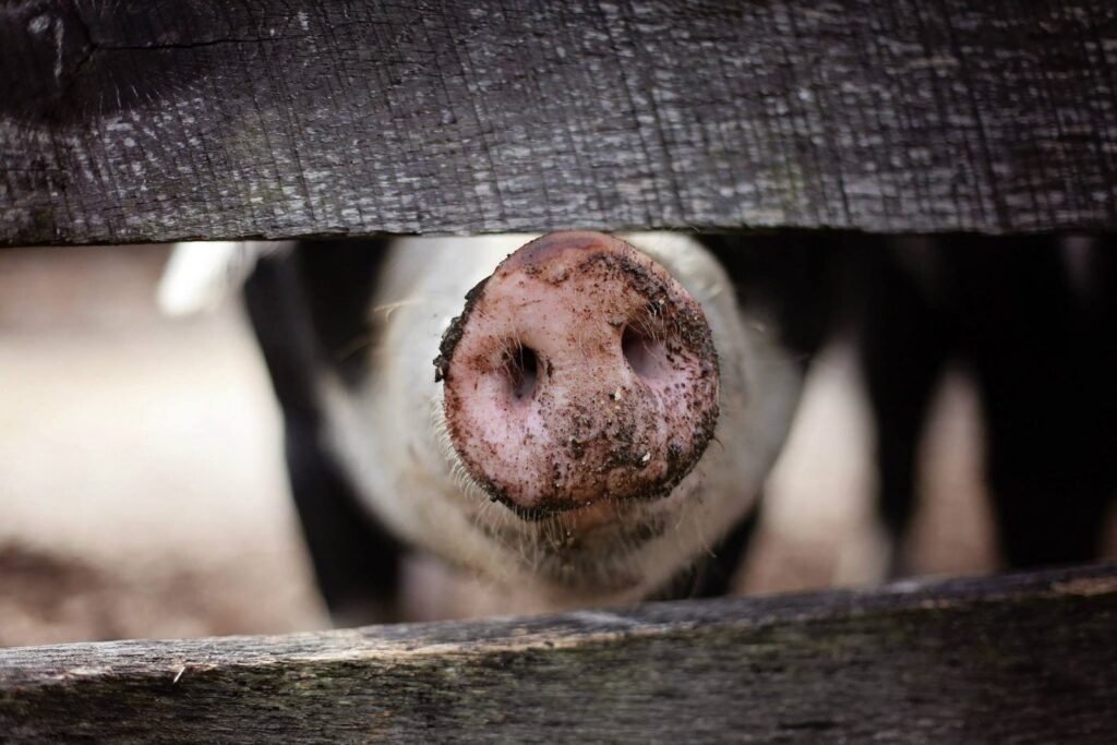 Organizace Otevři Oči pořádá i další veggie akce, a to například v rámci Světového dne hospodářských zvířat.